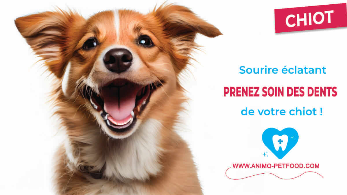 soins dentaires chez le chiot 